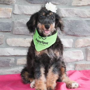 Bernedoodle Puppy Izzy