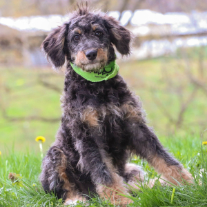 Bernedoodle Puppy Izzy