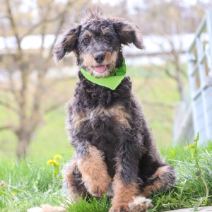 Bernedoodle Puppy Izzy