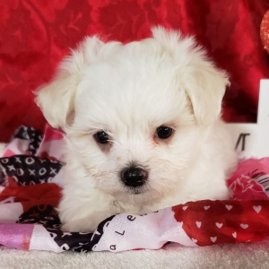 Maltese Puppy Benji