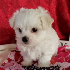 Maltese Puppy Benji