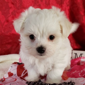 Maltese Puppy Benji