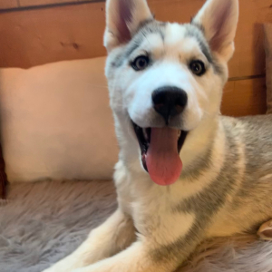 Siberian Husky Puppy Mya