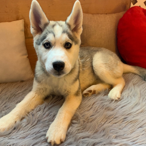 Siberian Husky Puppy Mya
