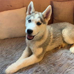 Siberian Husky Puppy Mya