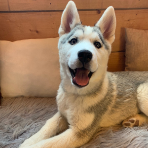 Siberian Husky Puppy Mya