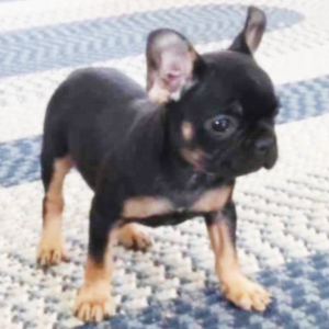 French Bulldog Puppy Belle