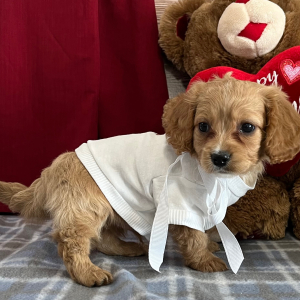 Cavapoo Puppy Tippy