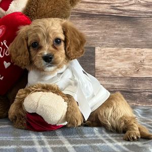Cavapoo Puppy Tippy