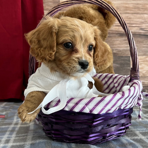 Cavapoo Puppy Tippy