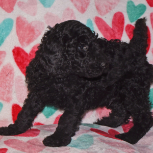 Poodle Puppy Ranger