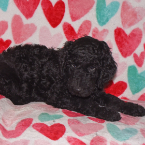 Poodle Puppy Ranger