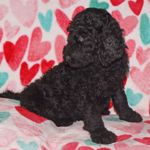 Poodle Puppy Ranger