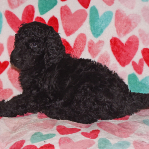 Poodle Puppy Ranger