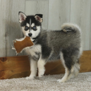 Pomsky Puppy Adam
