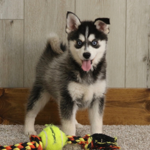 Pomsky Puppy Adam