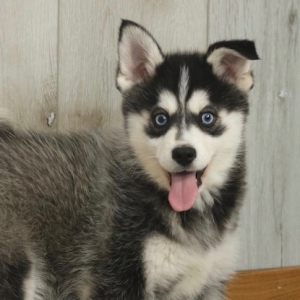 Pomsky Puppy Adam