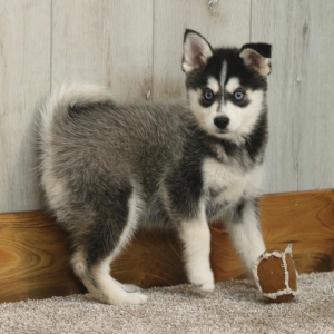Pomsky Puppy Adam