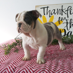 Bulldog Puppy Lucy
