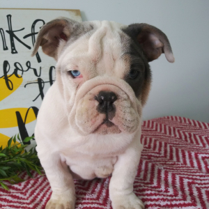 Bulldog Puppy Lucy
