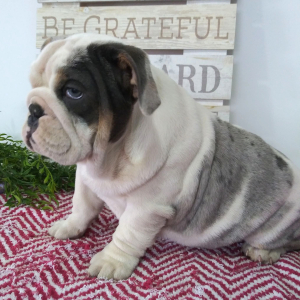 Bulldog Puppy Lucy
