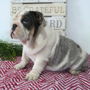 Bulldog Puppy Lucy