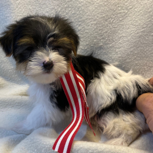Yorkshire Terrier Puppy Nash