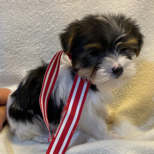 Yorkshire Terrier Puppy Nash