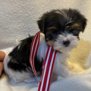 Yorkshire Terrier Puppy Nash