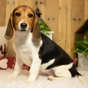 Beagle Puppy Sidney