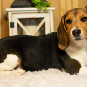 Beagle Puppy Sidney