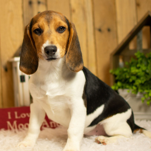 Beagle Puppy Sidney