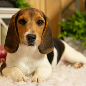 Beagle Puppy Sidney