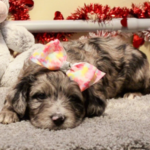 Aussiedoodle Puppy Lynna