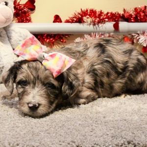 Aussiedoodle Puppy Lynna