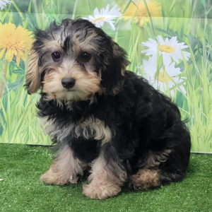 Yorkiepoo Puppy Kaycee