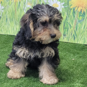 Yorkiepoo Puppy Kaycee