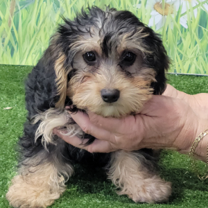 Yorkiepoo Puppy Kaycee