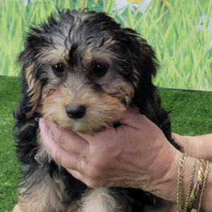 Yorkiepoo Puppy Kaycee
