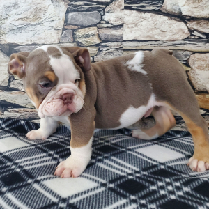 Bulldog Puppy Baxter