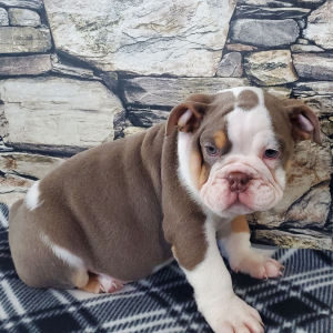 Bulldog Puppy Baxter