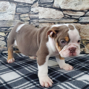 Bulldog Puppy Baxter
