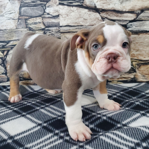 Bulldog Puppy Baxter