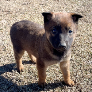 Belgian Malinois Puppy Boomer