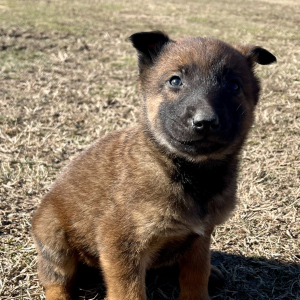 Belgian Malinois Puppy Boomer