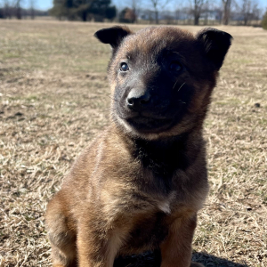 Belgian Malinois Puppy Boomer