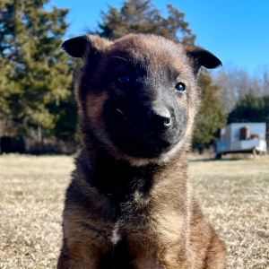 Belgian Malinois Puppy Boomer