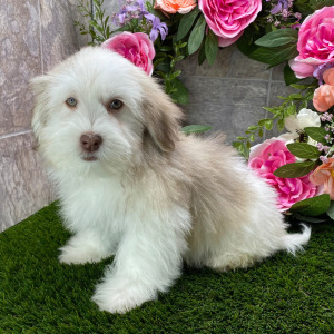 Havanese Puppy Lover
