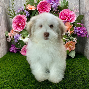 Havanese Puppy Lover