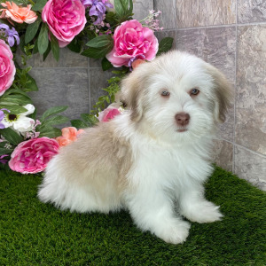 Havanese Puppy Lover